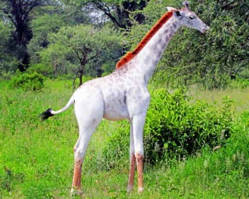 Albino Giraffe paint by numbers