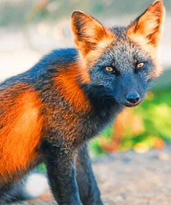 Black And Orange Fox Paint by numbers