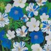 Blue And White Hardy Geranium Paint by numbers