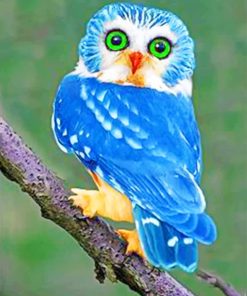 Blue Owl Paint by numbers
