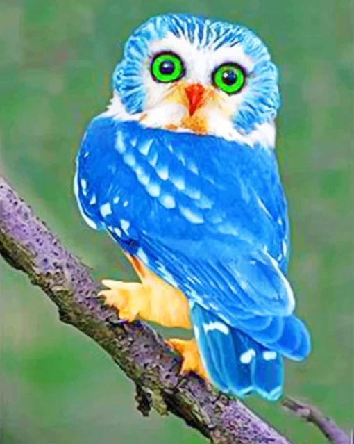 Blue Owl Paint by numbers