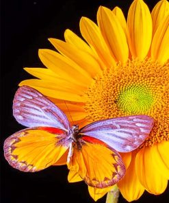 Butterfly And Yellow Flower Paint by numbers