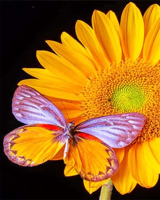 Butterfly And Yellow Flower Paint by numbers