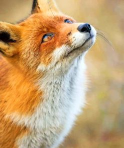 Cute Fox Looking At The Sky paint by numbers