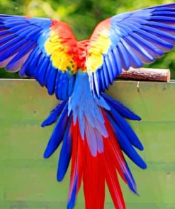 Flying Colorful Bird paint by numbers
