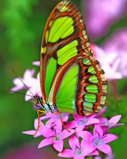 Green Butterfly Paint by numbers