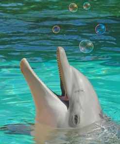 Happy Dolphin Paint by numbers