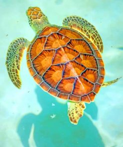 Hawksbill Sea Turtle paint by numbers