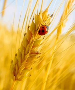 Ladybug On A Grain of Wheat Paint by numbers