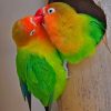 Love Birds paint by numbers