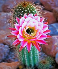 Pink Cactus paint by numbers