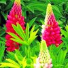 Pink Lupins Paint by numbers