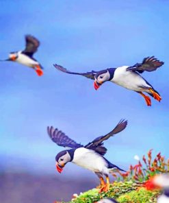 Flying Puffins paint by numbers