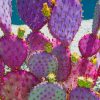 Purple Cactus paint by numbers