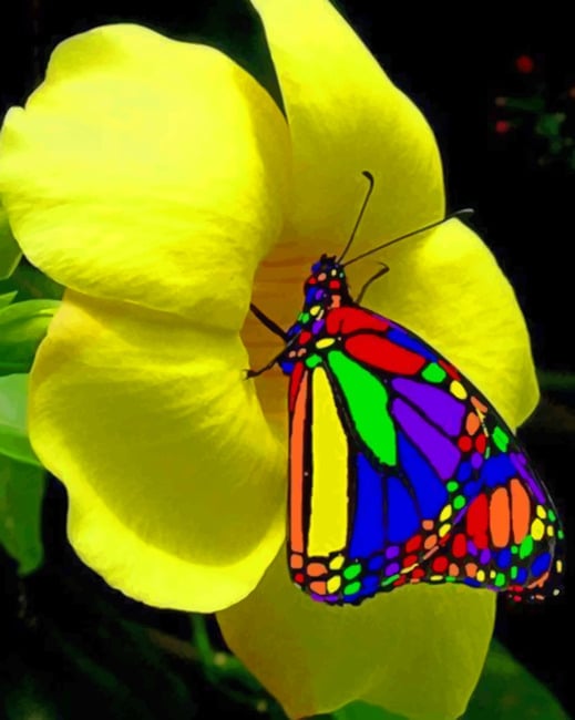 Rainbow real Life Butterfly paint by numbers