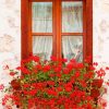 Window Ledge Flowers paint by numbers