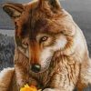 Brown Wolf And Flowers paint by numbers