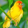 Scarlet Tanager Bird Paint by numbers