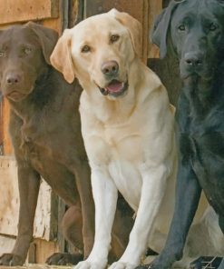 Yellow Black And Chocolate Labs Paint by numbers