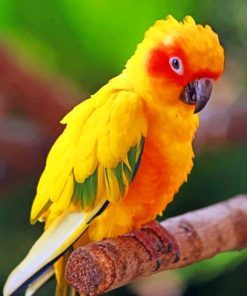 Yellow Macaw paint by numbers