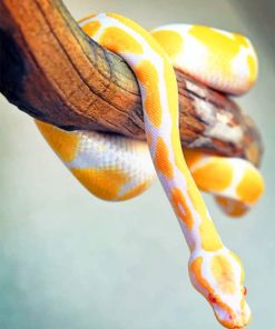 Yellow Python Snake paint by numbers