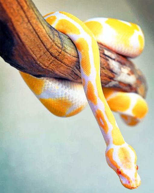 Yellow Python Snake paint by numbers
