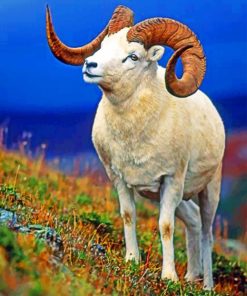 Bighorn Sheep paint by numbers