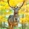 Deer In Autumn Forest Paint by numbers