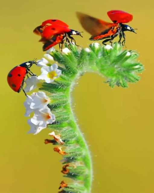 Seven Spot Ladybirds Paint by numbers