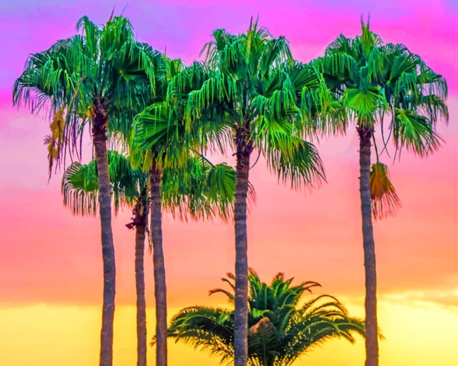 Aesthetic Palms Sunset paint by numbers
