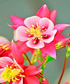 Columbine Flower paint by numbers