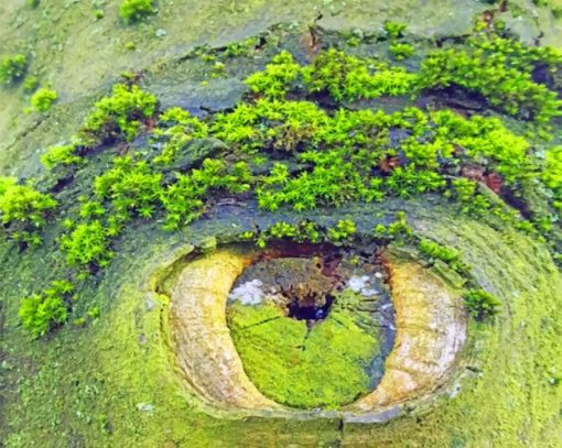 Mother's Nature Eye Paint by numbers