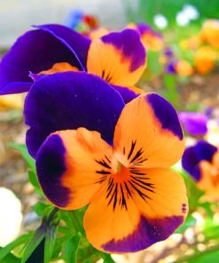 Orange And Purples Flower paint by numbers