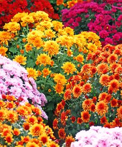 Aesthetic Chrysanthemums Paint by numbers