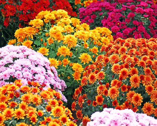 Aesthetic Chrysanthemums Paint by numbers