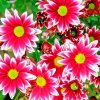 Aesthetic Pink Chrysanthemums Flowers Paint by numbers