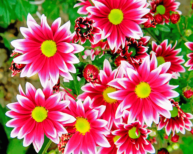 Aesthetic Pink Chrysanthemums Flowers Paint by numbers