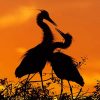 Stork Birds silhouette paint by number