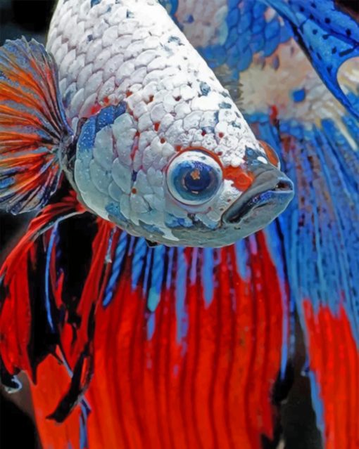 Siamese Fighting Fish Paint by numbers