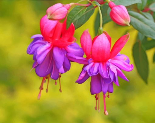 fuchsia flower paint by number