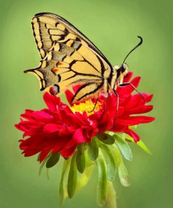 Asian Swallowtail Butterfly paint by numbers