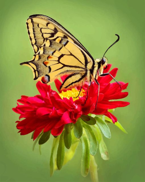 Asian Swallowtail Butterfly paint by numbers