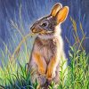 Bunny Rabbit paint by numbers