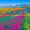 Colorful Flower Field paint by number