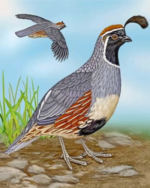 Gambel’s Quail Paint by numbers