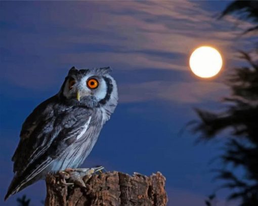 Night Owl Bird paint by numbers