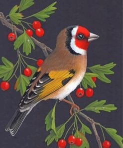 Bullfinch Bird Illustration Paint by numbers