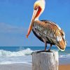 Pelican Bird paint by numbers