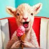 Lamb Eating Ice Cream Paint by numbers