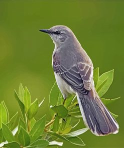 mockingbird-animal-paint-by-numbers